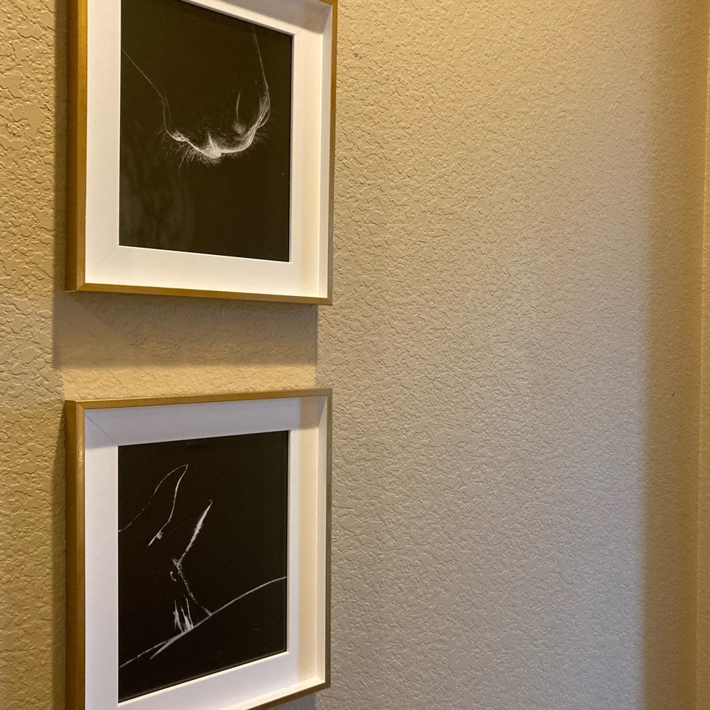 Raphael Macek Equine imagery